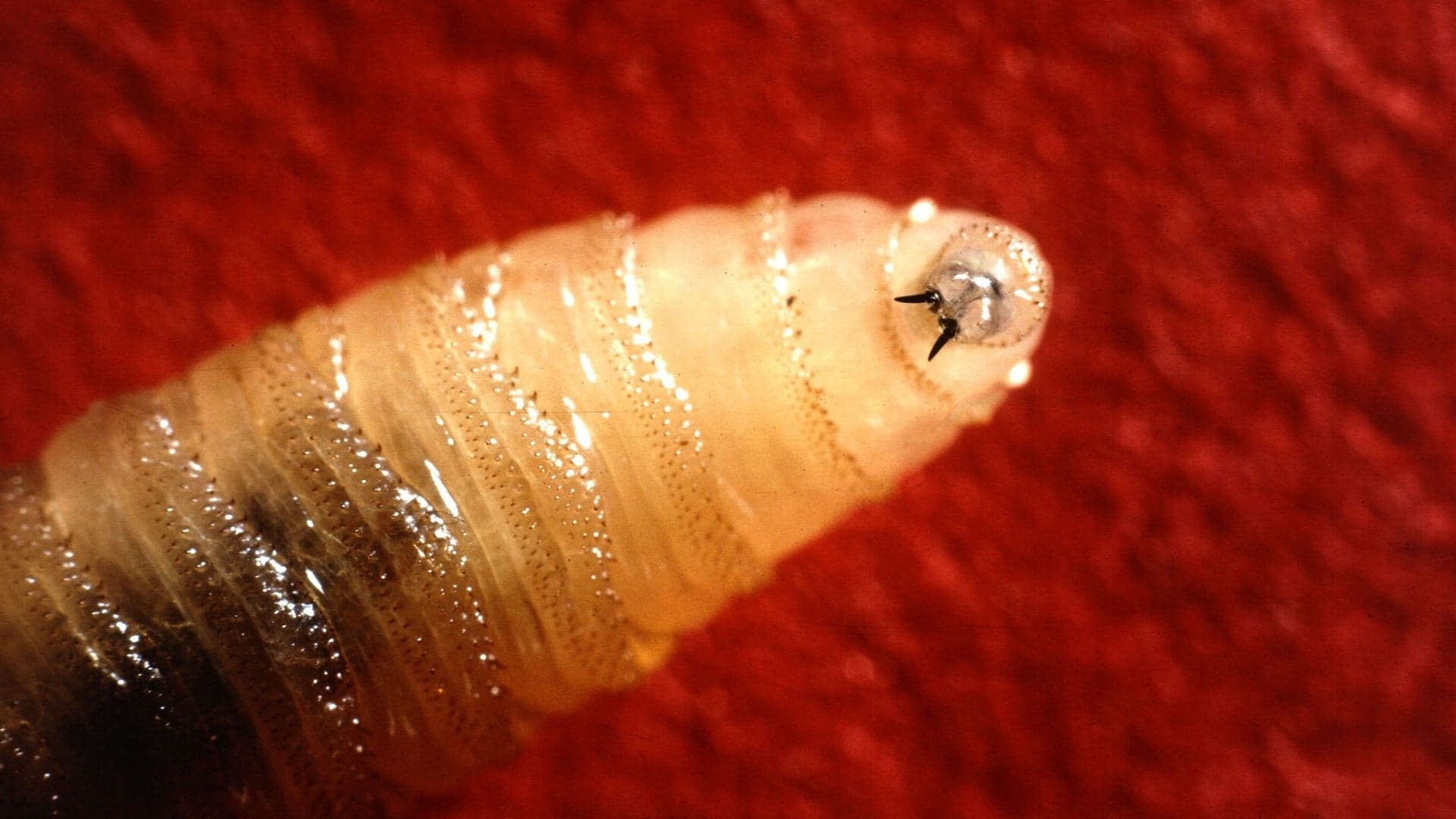 Screwworm National Emergency declared by October 31?